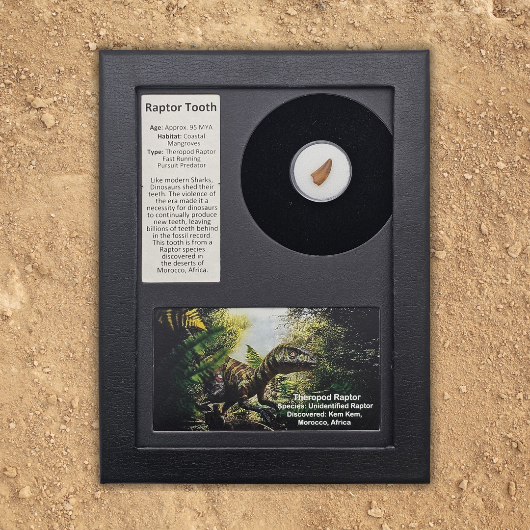 Raptor Tooth Display