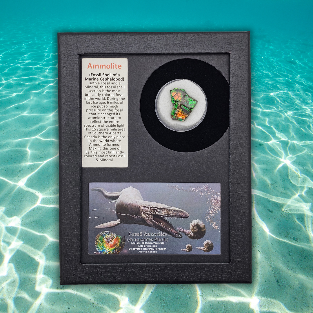 Ammolite Fossil Display