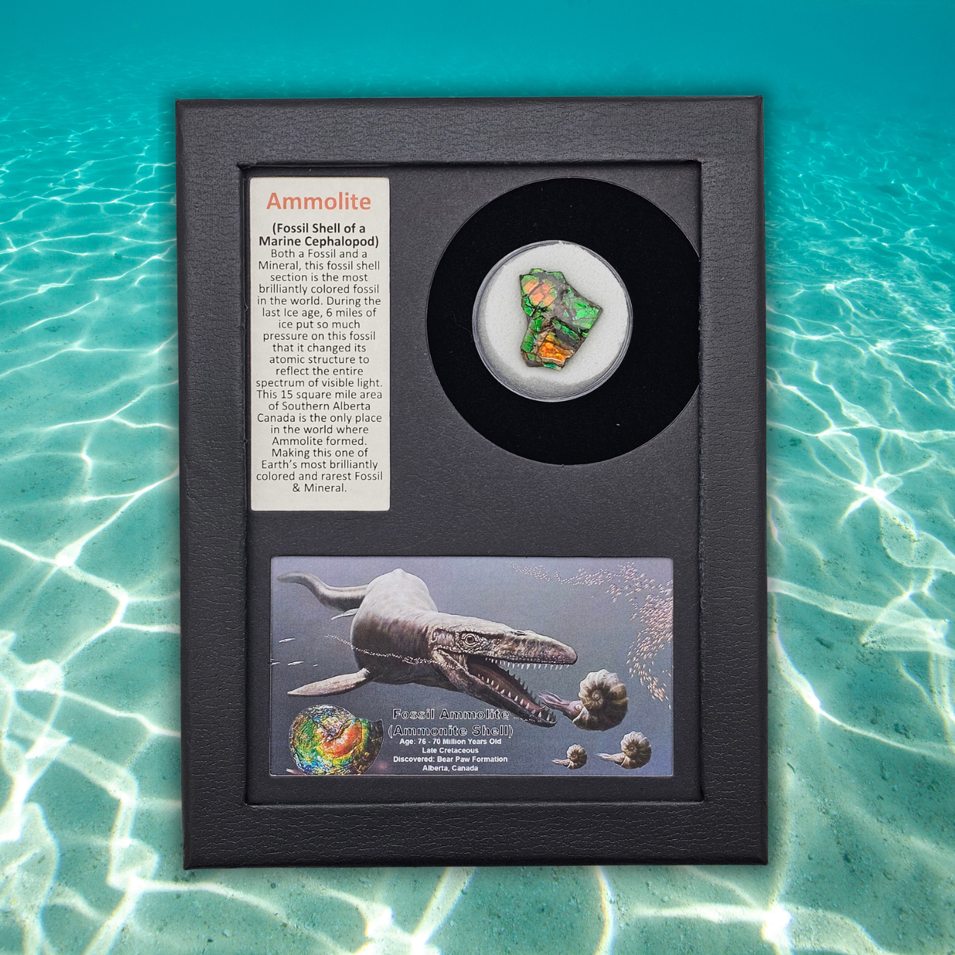 Ammolite Fossil Display