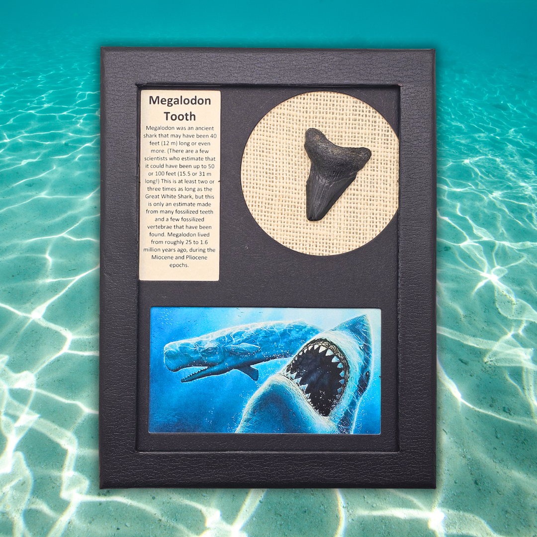 Megalodon Shark Tooth Display