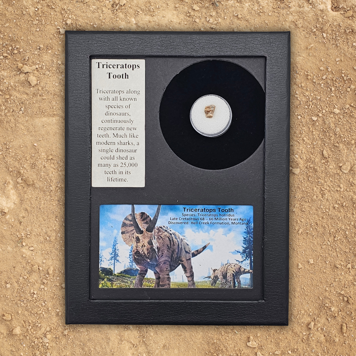 Triceratops Tooth Display