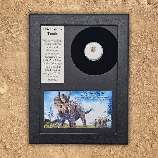 Triceratops Tooth Display