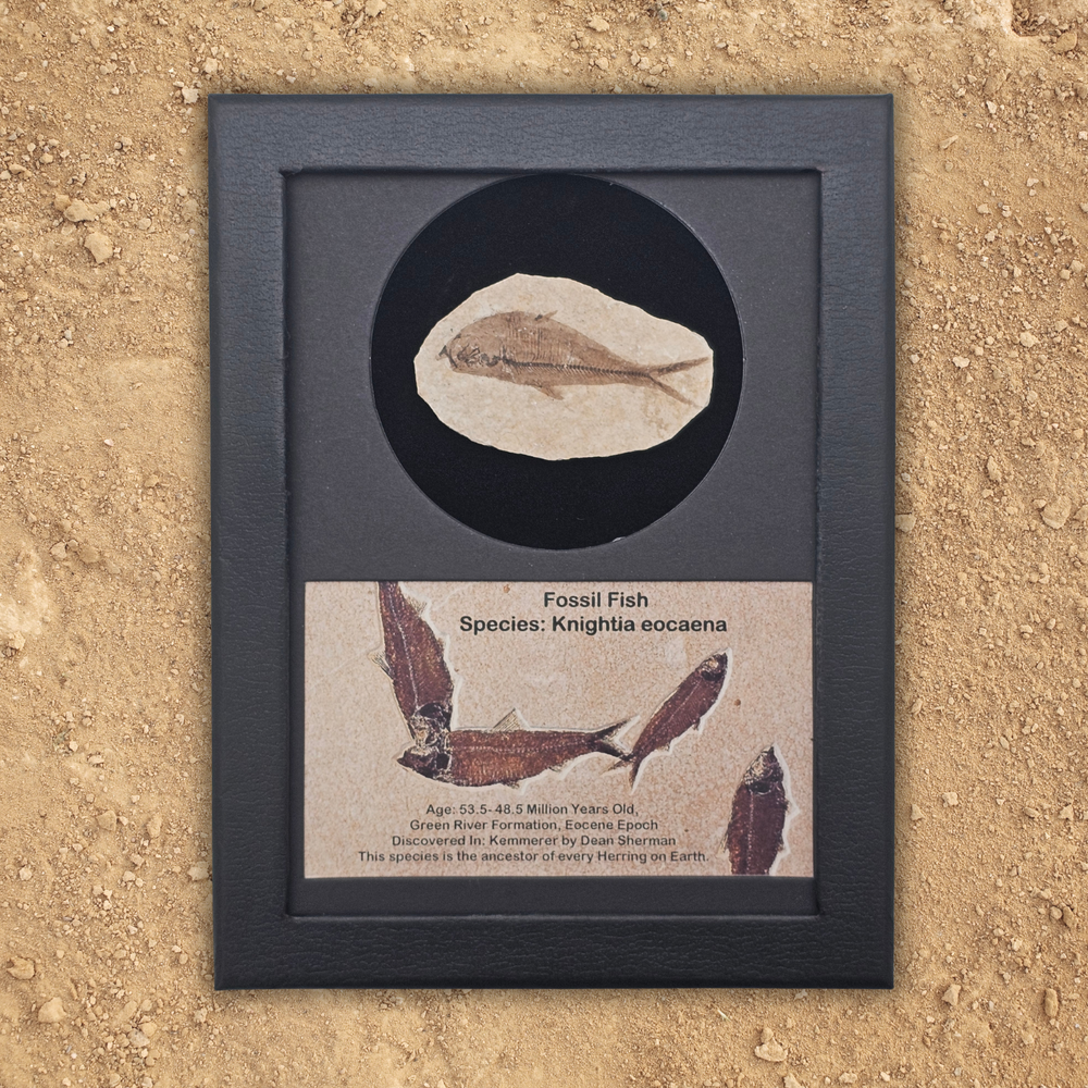 Fossil Fish Display