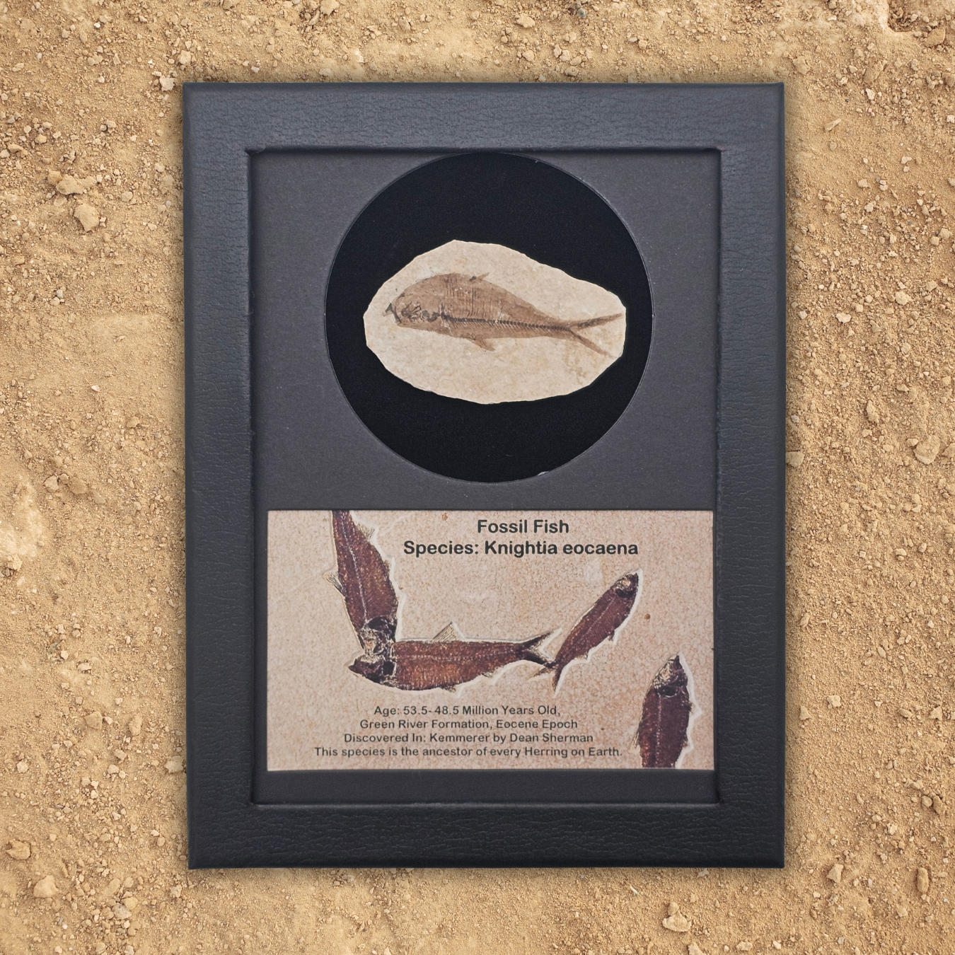 Fossil Fish Display