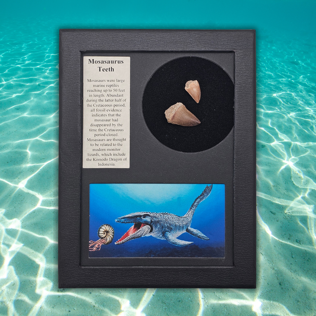 Mosasaurus Teeth Display