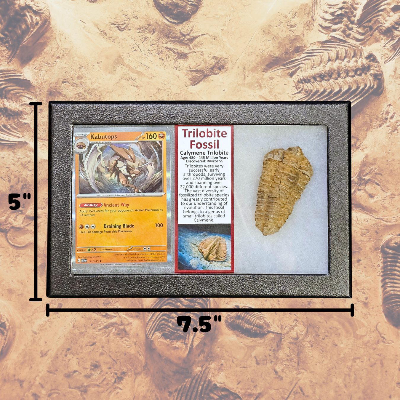 Pokémon Fossilien-Ausstellung – Kabutops Trilobiten-Fossil