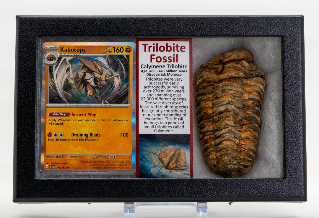 Trilobite fossil in a display case with a trading card