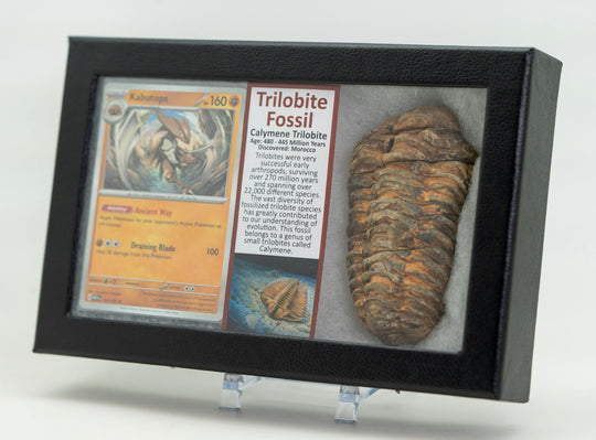 Pokémon Fossilien-Ausstellung – Kabutops Trilobiten-Fossil