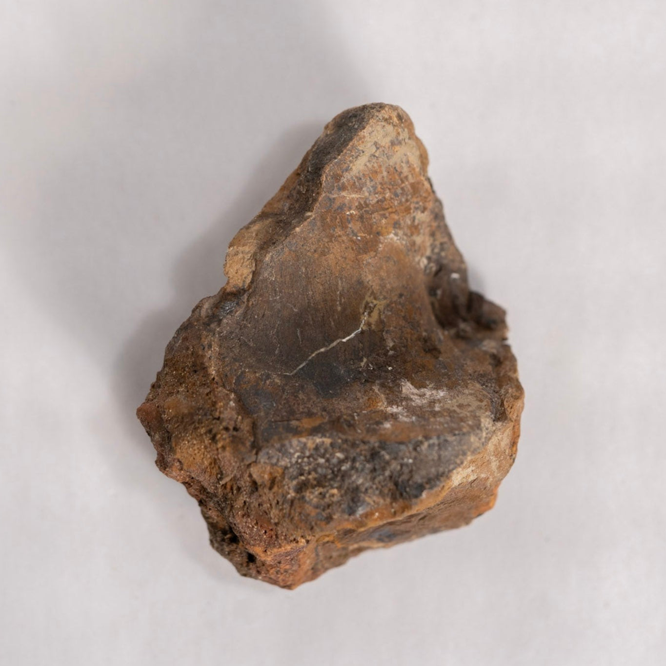 Brown Fossil back against white back ground