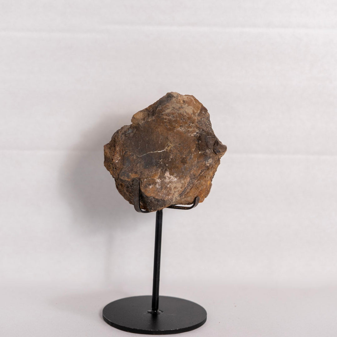 Fossil Bone On black stand against white background