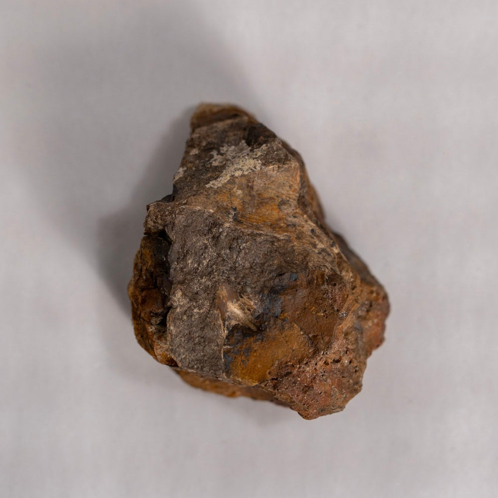 Brown Fossil top view against white background