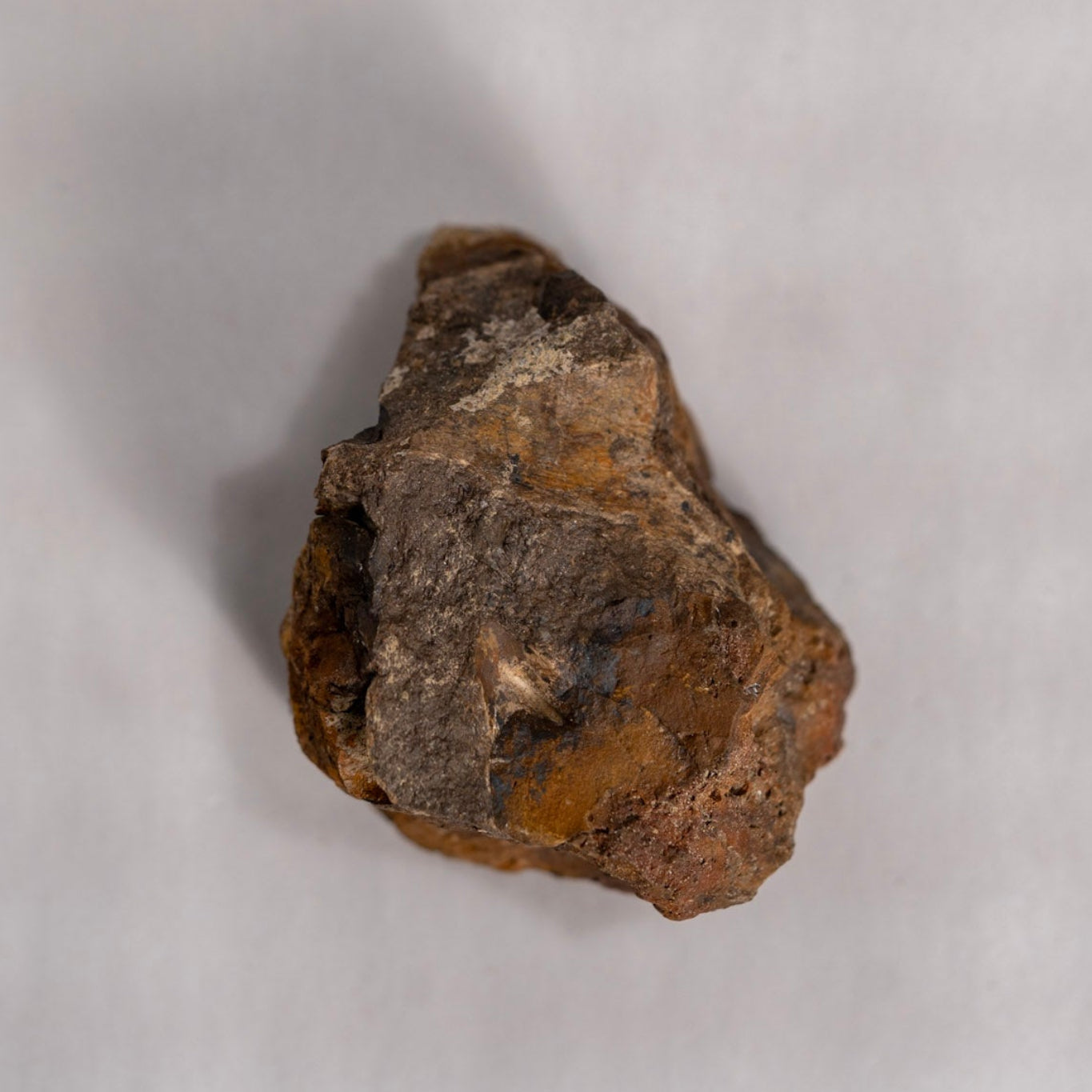 Brown Fossil top view against white background