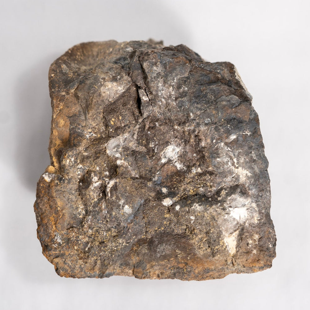 Dinosaur Bone on white background