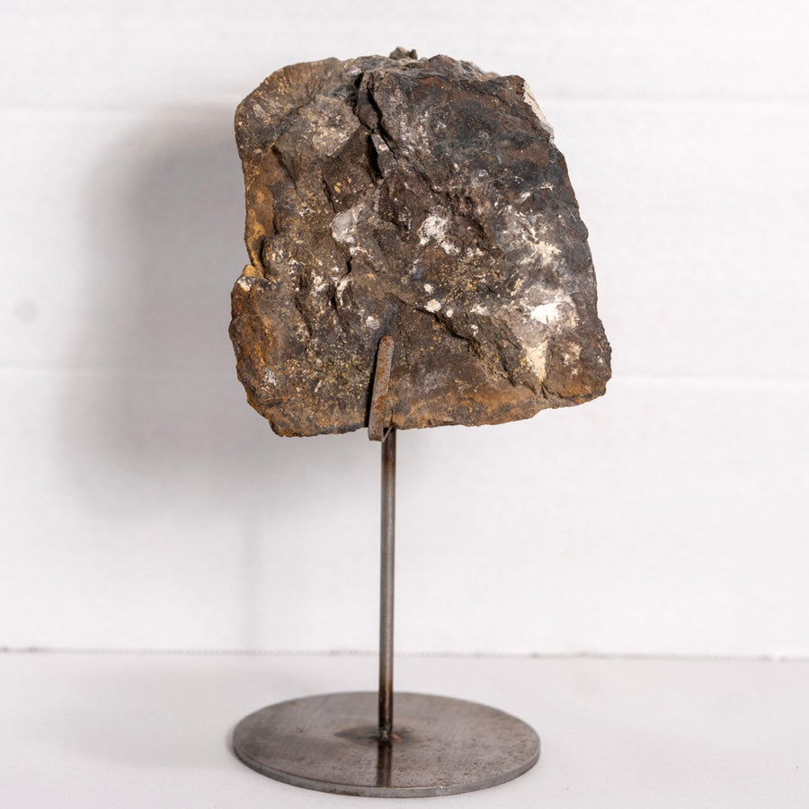 Unprepared Lambeosaurus Vertebrae Fossil – Judith River Formation