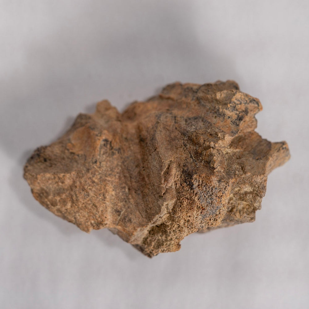 Brown Fossil against white background