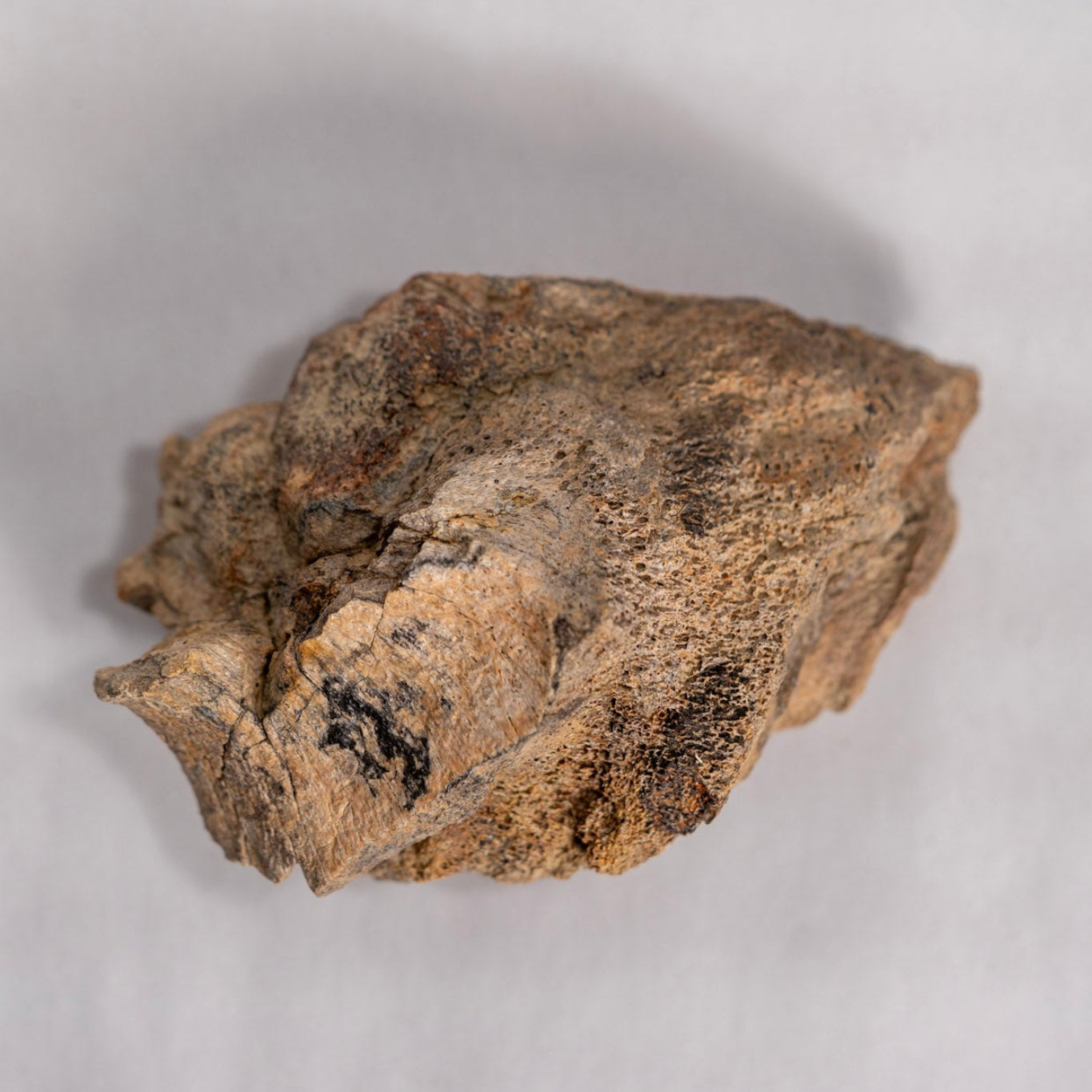 Large brown fossil against white background