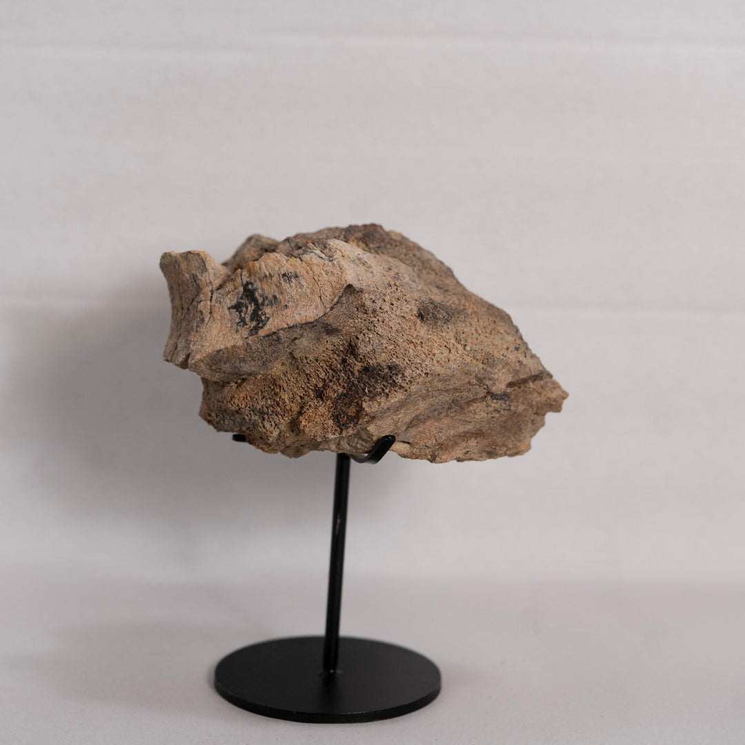 Large Brown Fossil on black metal stand