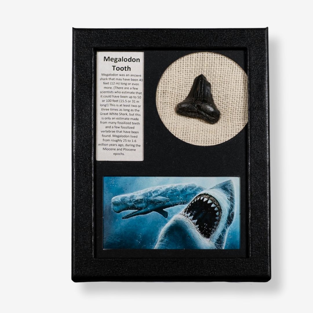 Framed megalodon tooth with educational text and illustration on a white background