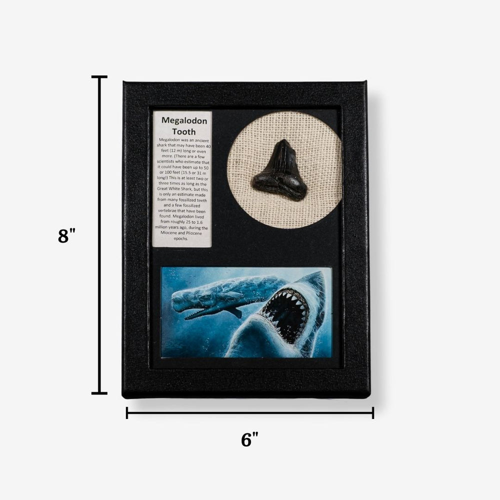 Framed megalodon tooth with educational text and images on a white background