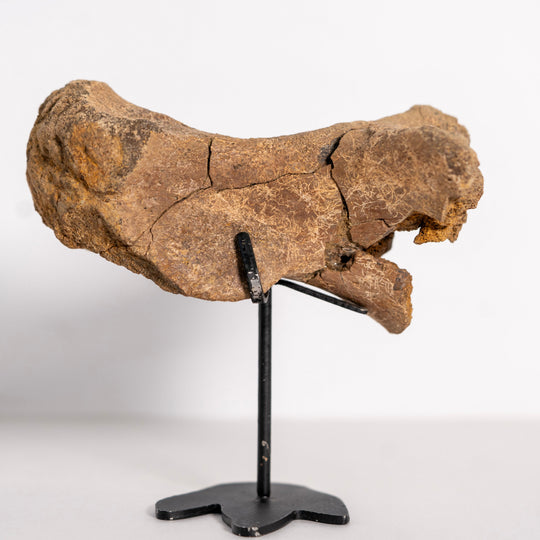 Qualität Hadrosaurier-Mittelfußknochen-Fossil – Hell-Creek-Formation