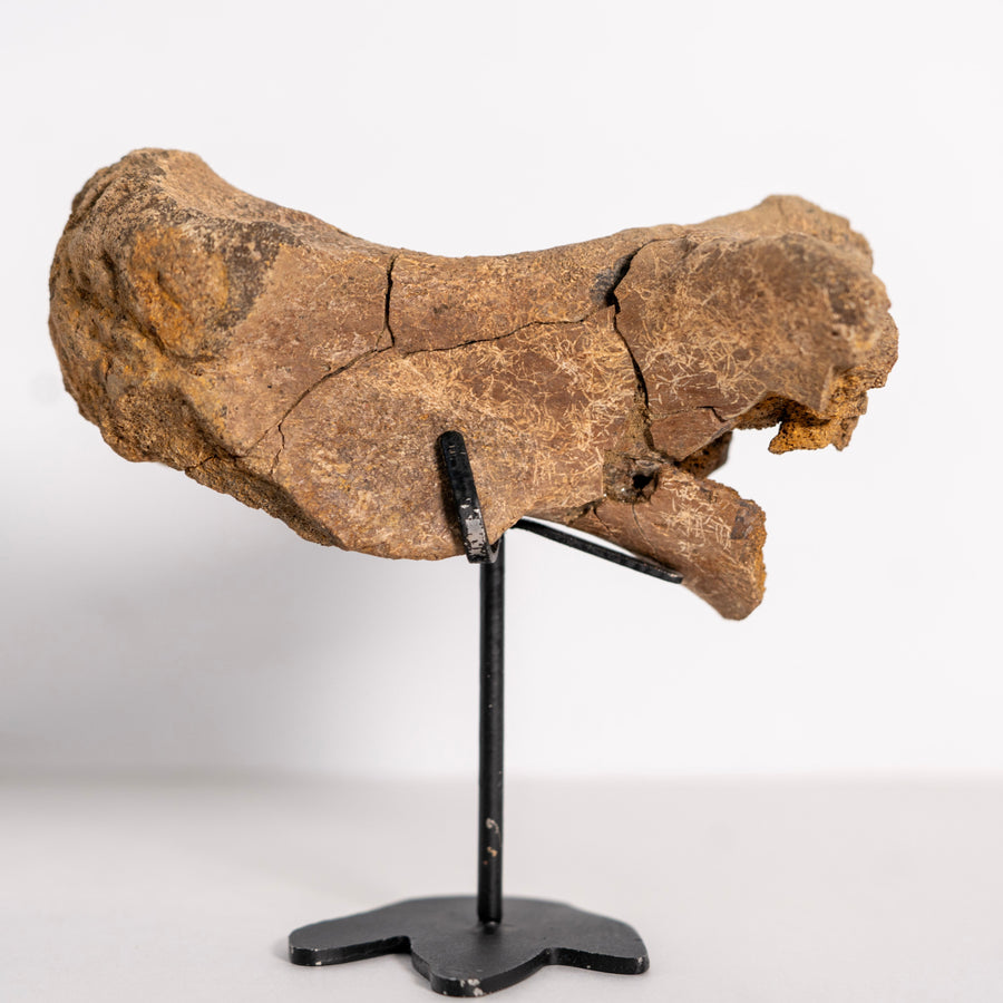 Quality Hadrosaur Metatarsal Fossil – Hell Creek Formation