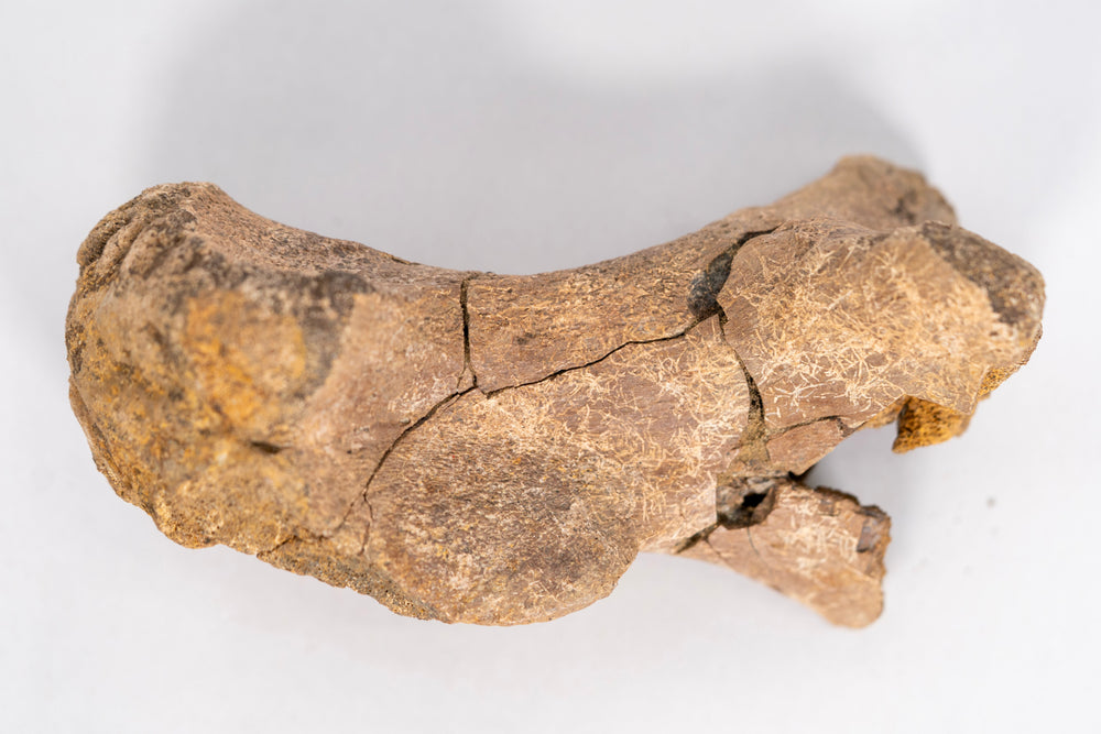 Qualität Hadrosaurier-Mittelfußknochen-Fossil – Hell-Creek-Formation