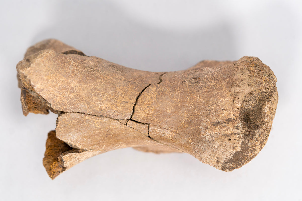 Quality Hadrosaur Metatarsal Fossil – Hell Creek Formation