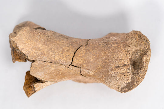 Qualität Hadrosaurier-Mittelfußknochen-Fossil – Hell-Creek-Formation