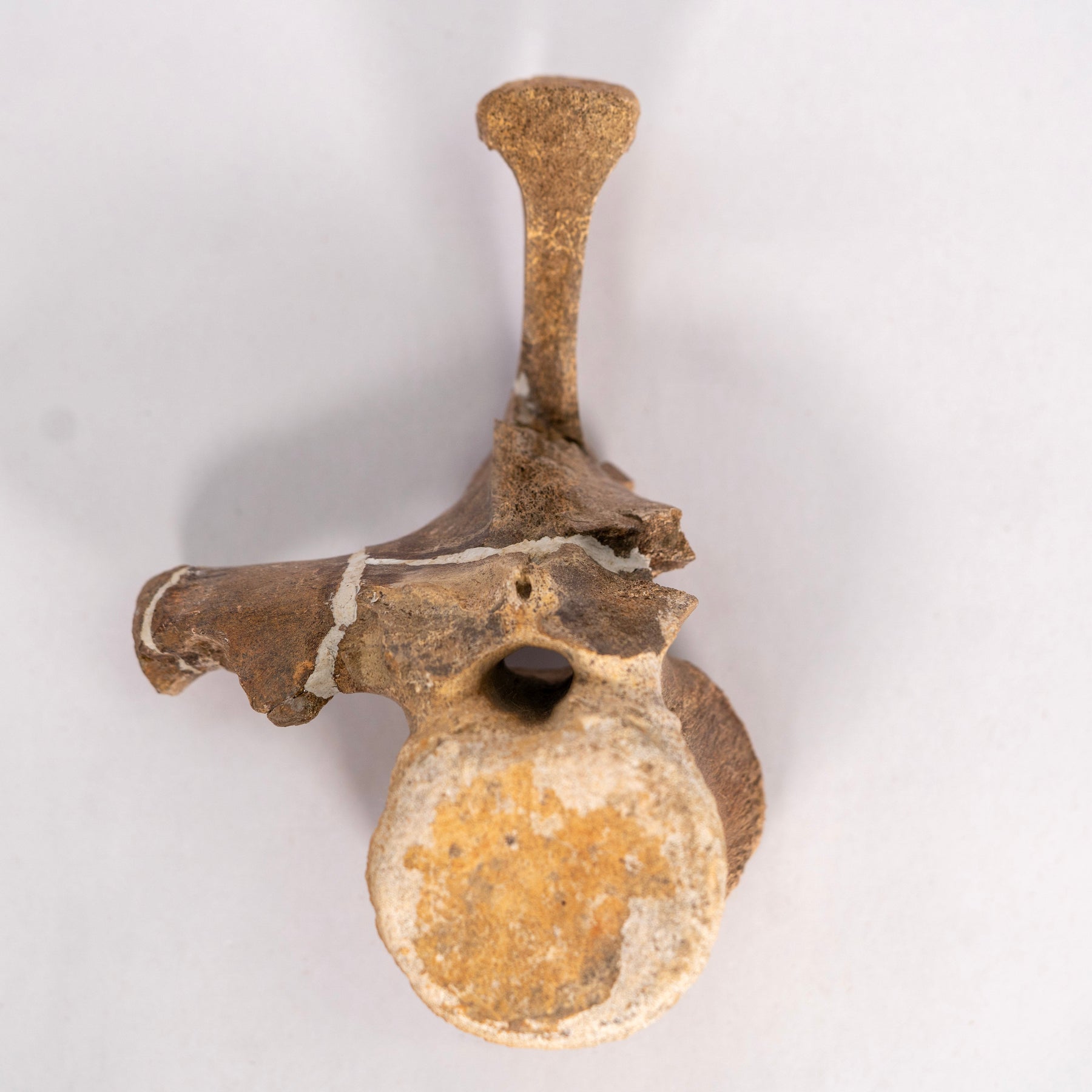 Pachycephalosaurus Vertebra with Process – Hell Creek Formation