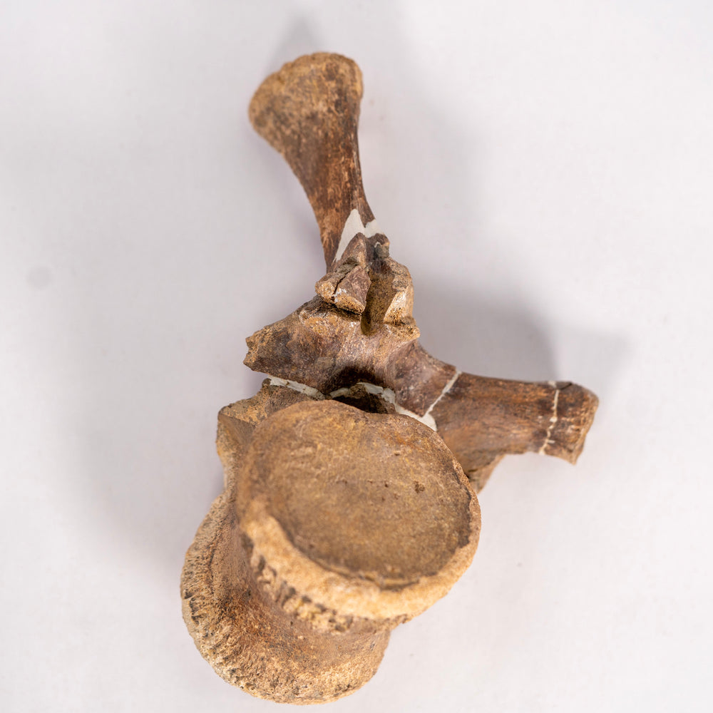 Pachycephalosaurus-Wirbel mit Dornfortsatz – Hell-Creek-Formation