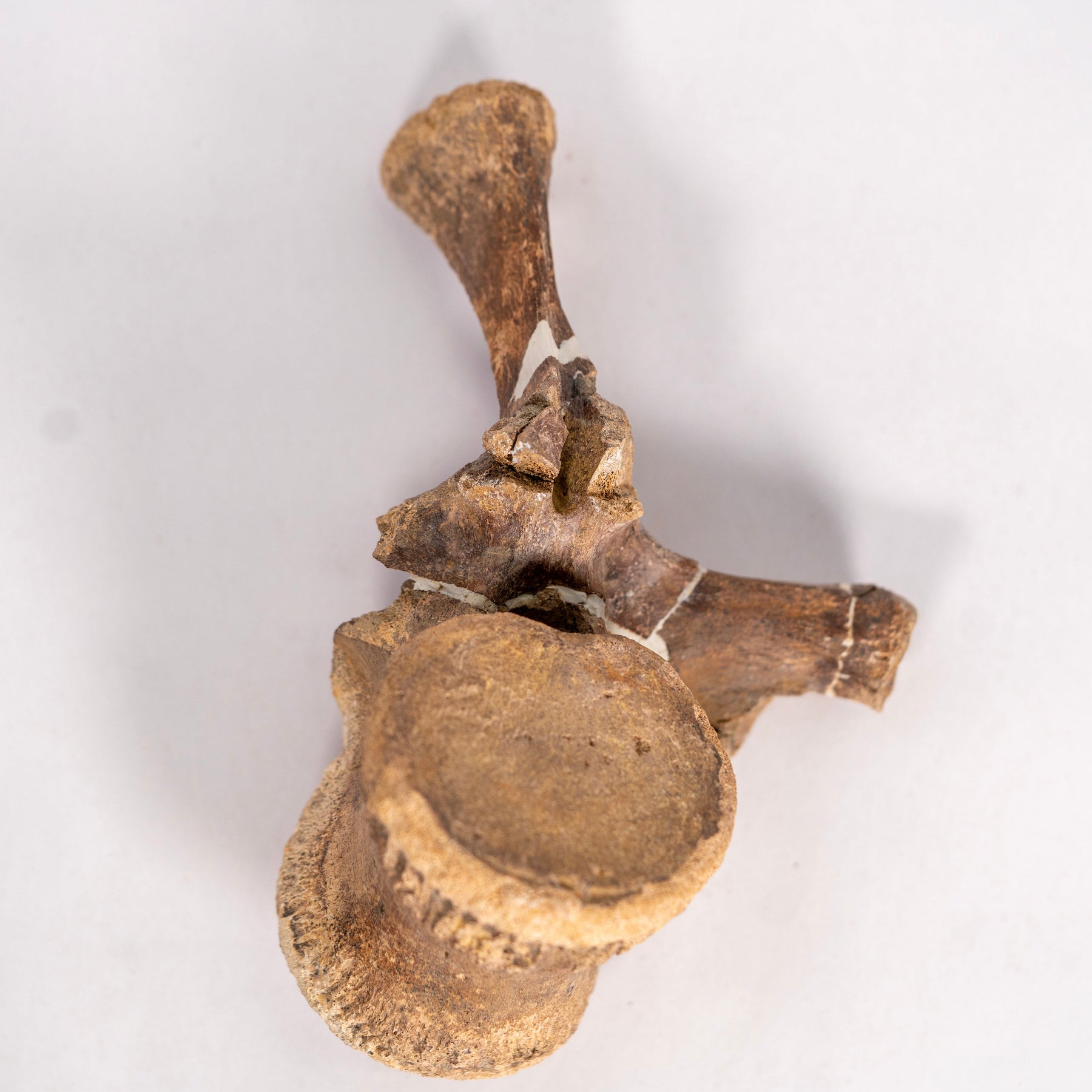 Pachycephalosaurus Vertebra with Process – Hell Creek Formation