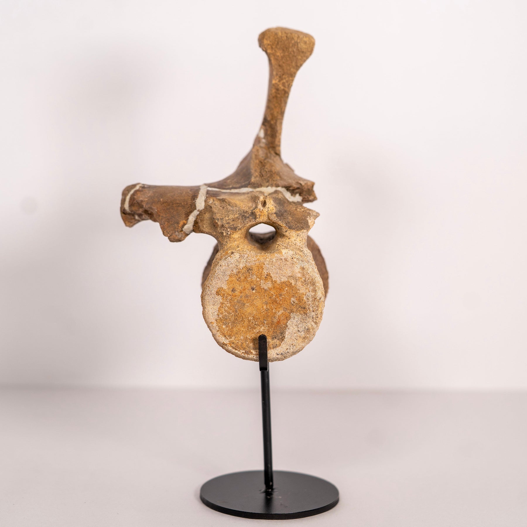 Pachycephalosaurus Vertebra with Process – Hell Creek Formation