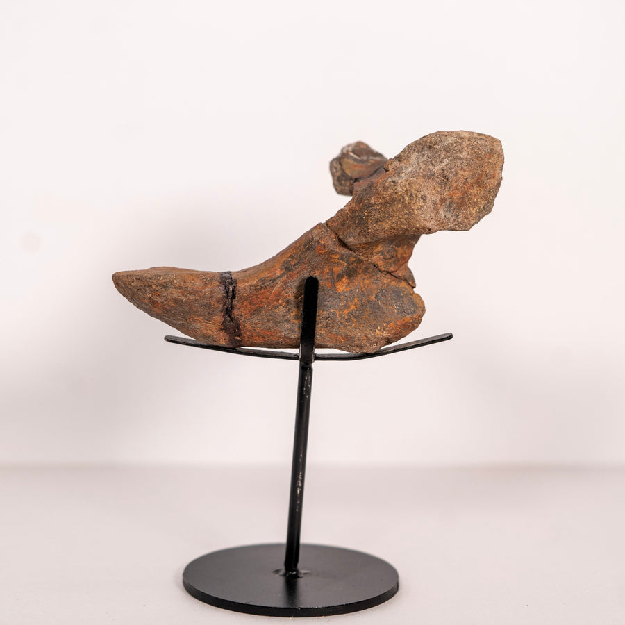 Maiasaurus Vertebra with Process – Two Medicine Formation