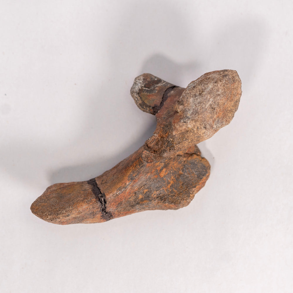 Maiasaurier-Wirbel mit Dornfortsatz – Two-Medicine-Formation