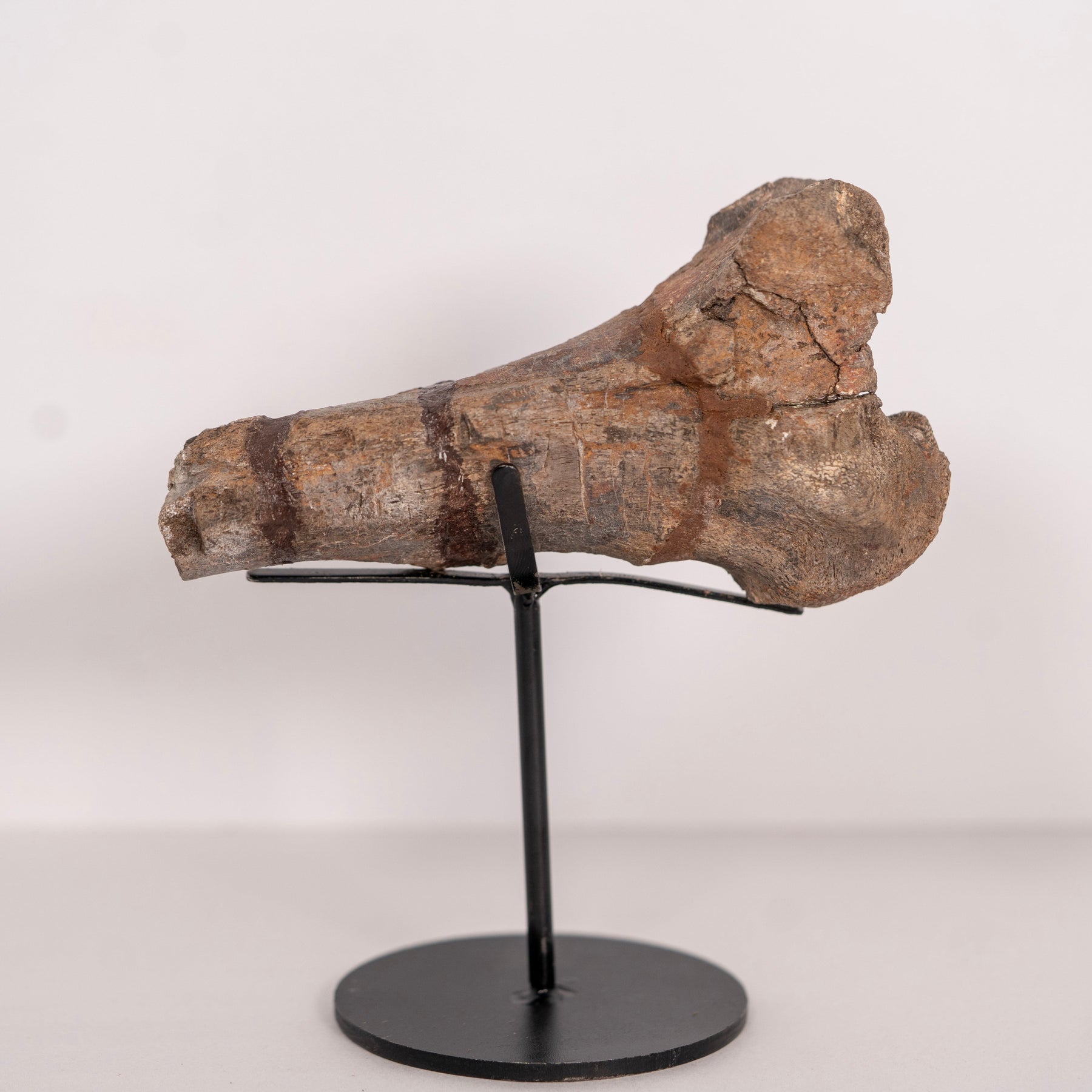 Maiasaur Tail Chevron Fossil – Two Medicine Formation