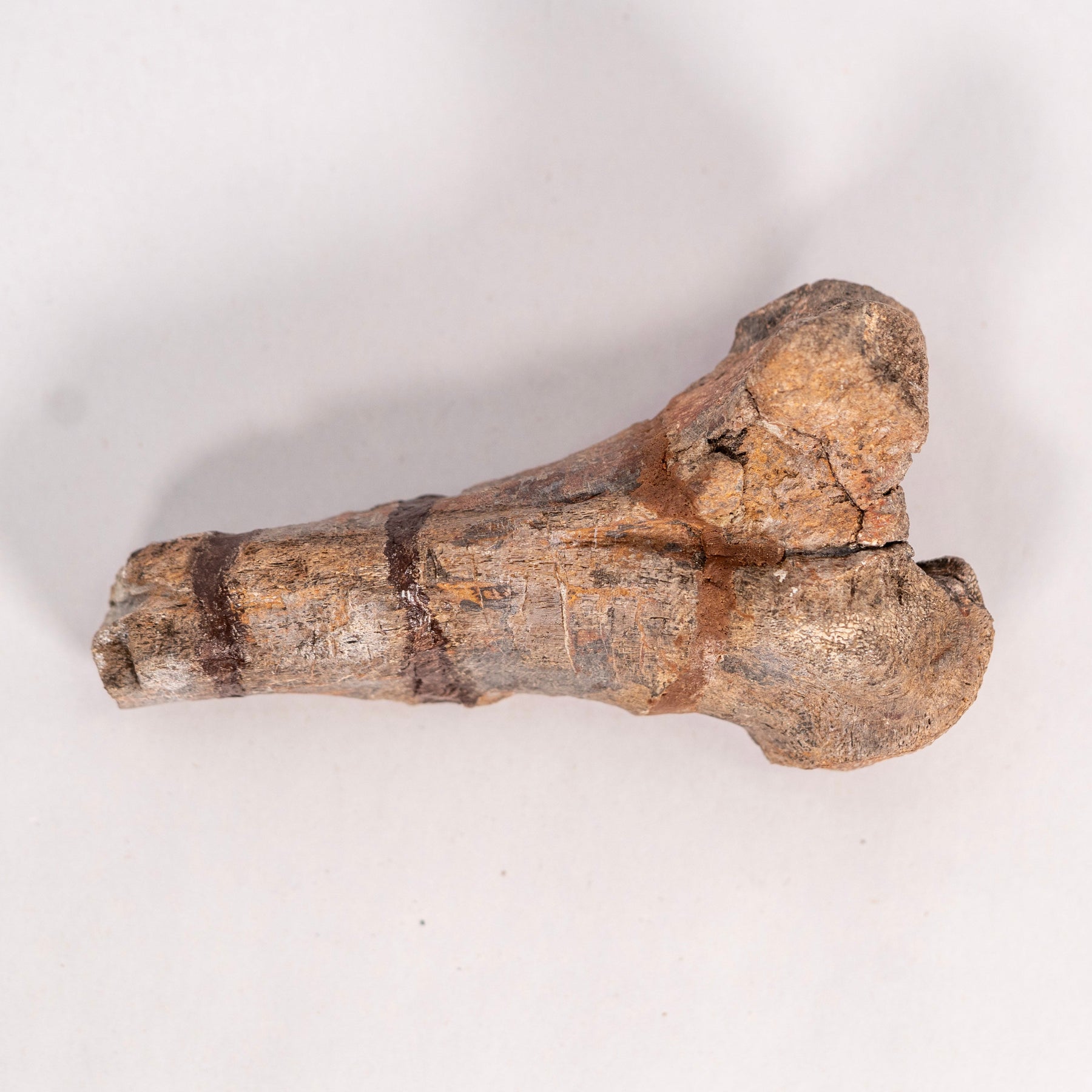 Maiasaur Tail Chevron Fossil – Two Medicine Formation