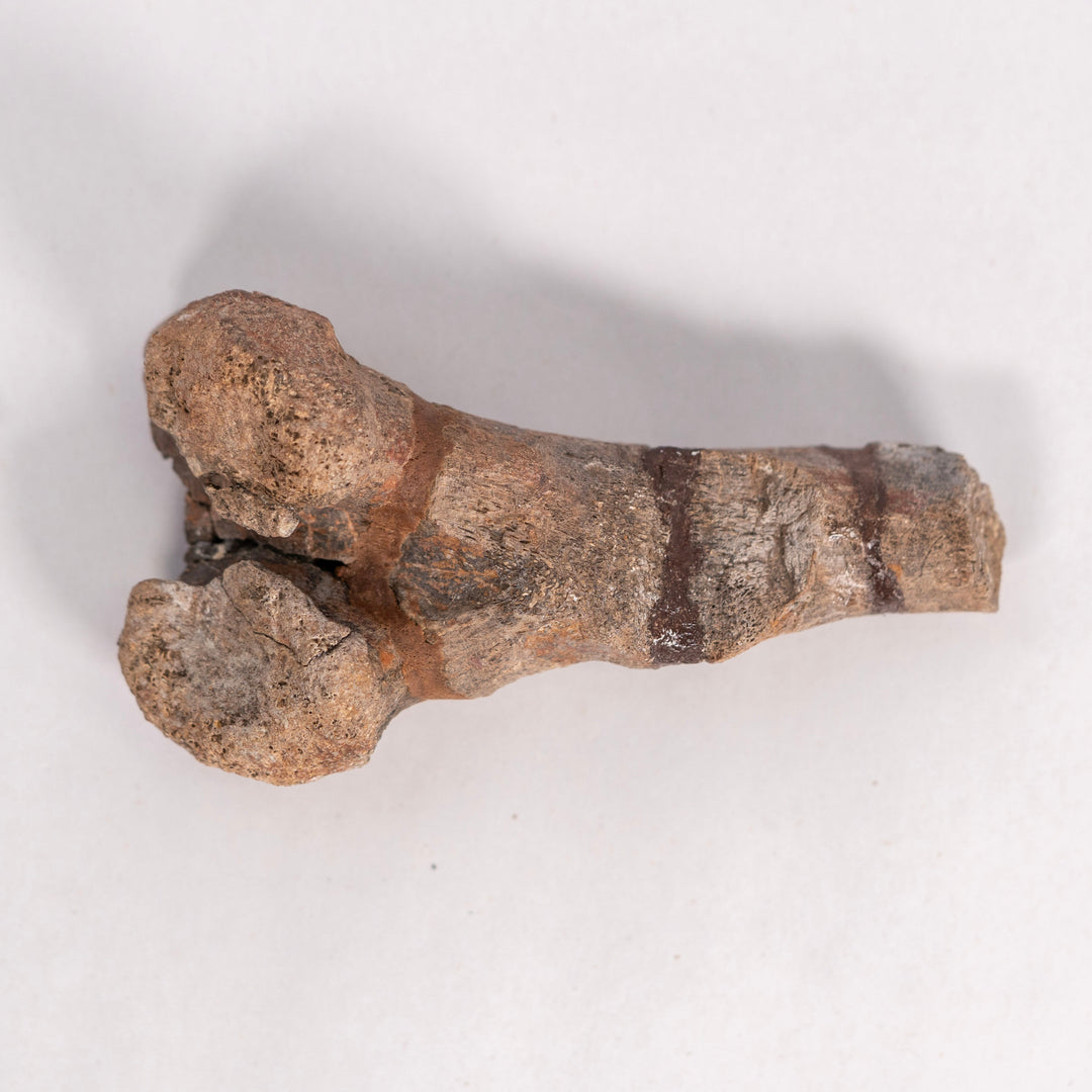 Maiasaurier-Schwanz-Chevron-Fossil – Two Medicine Formation