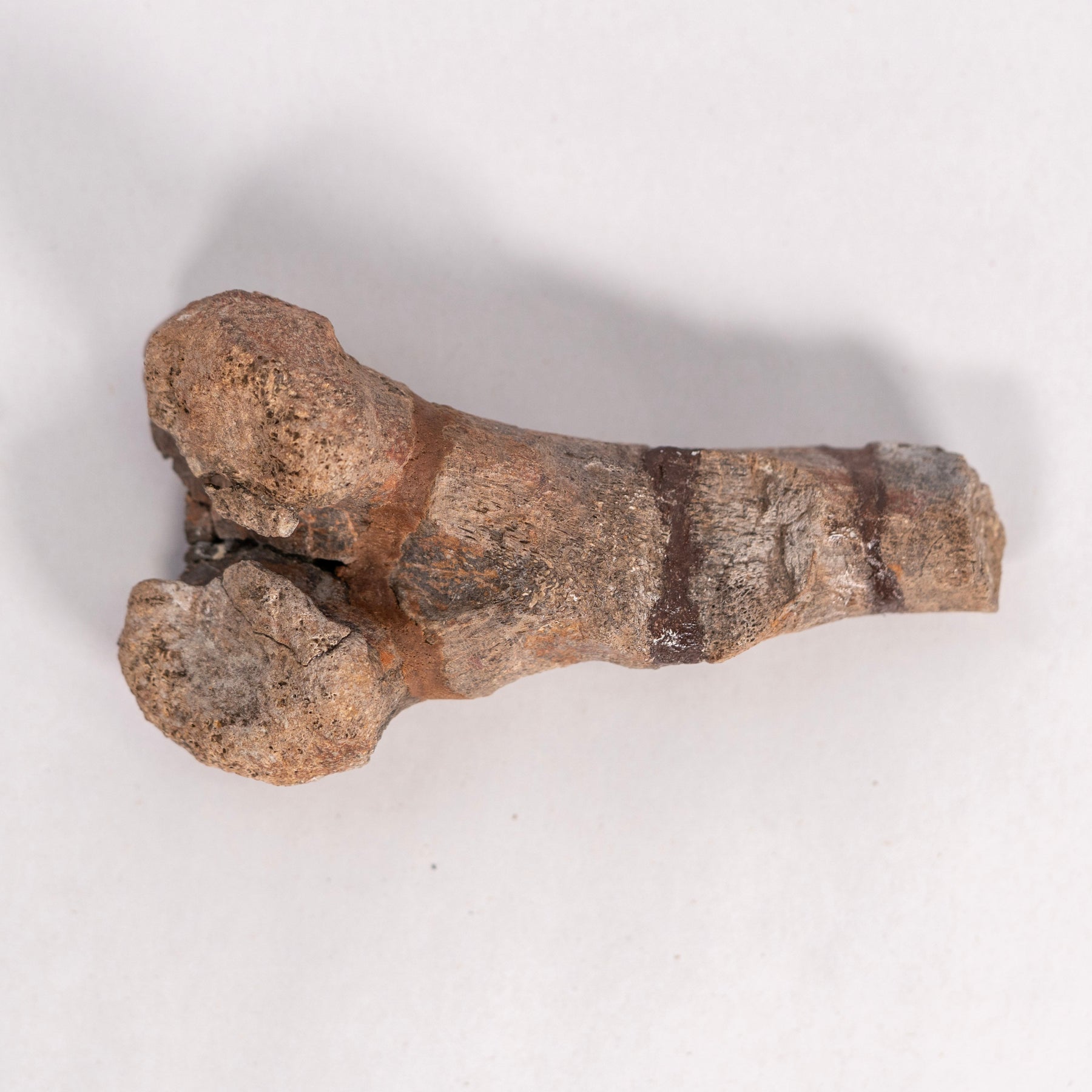 Maiasaur Tail Chevron Fossil – Two Medicine Formation
