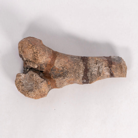Maiasaurier-Schwanz-Chevron-Fossil – Two Medicine Formation