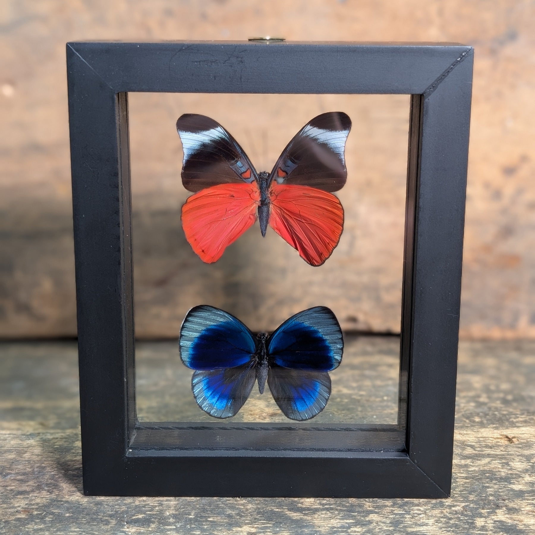 Framed Butterfly Specimens – Panacea Prola & Asterope Leprieuri Display