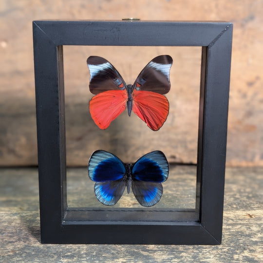 Framed Butterfly Specimens – Panacea Prola & Asterope Leprieuri Display