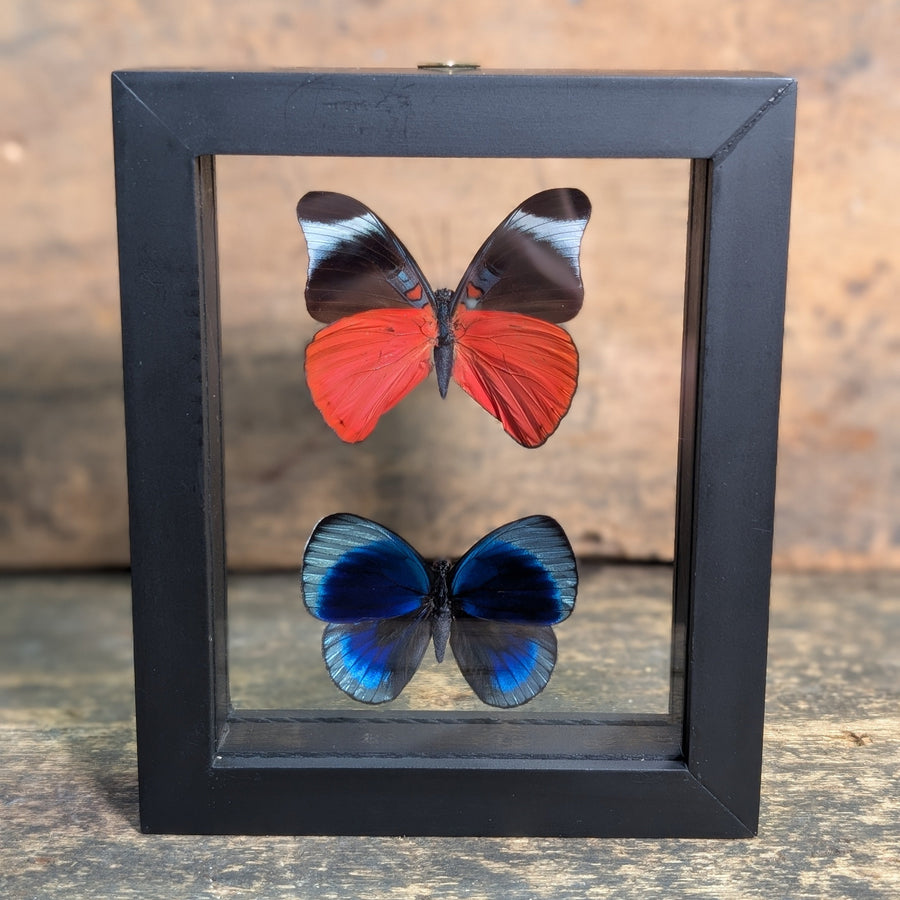Framed Butterfly Specimens – Panacea Prola & Asterope Leprieuri Display