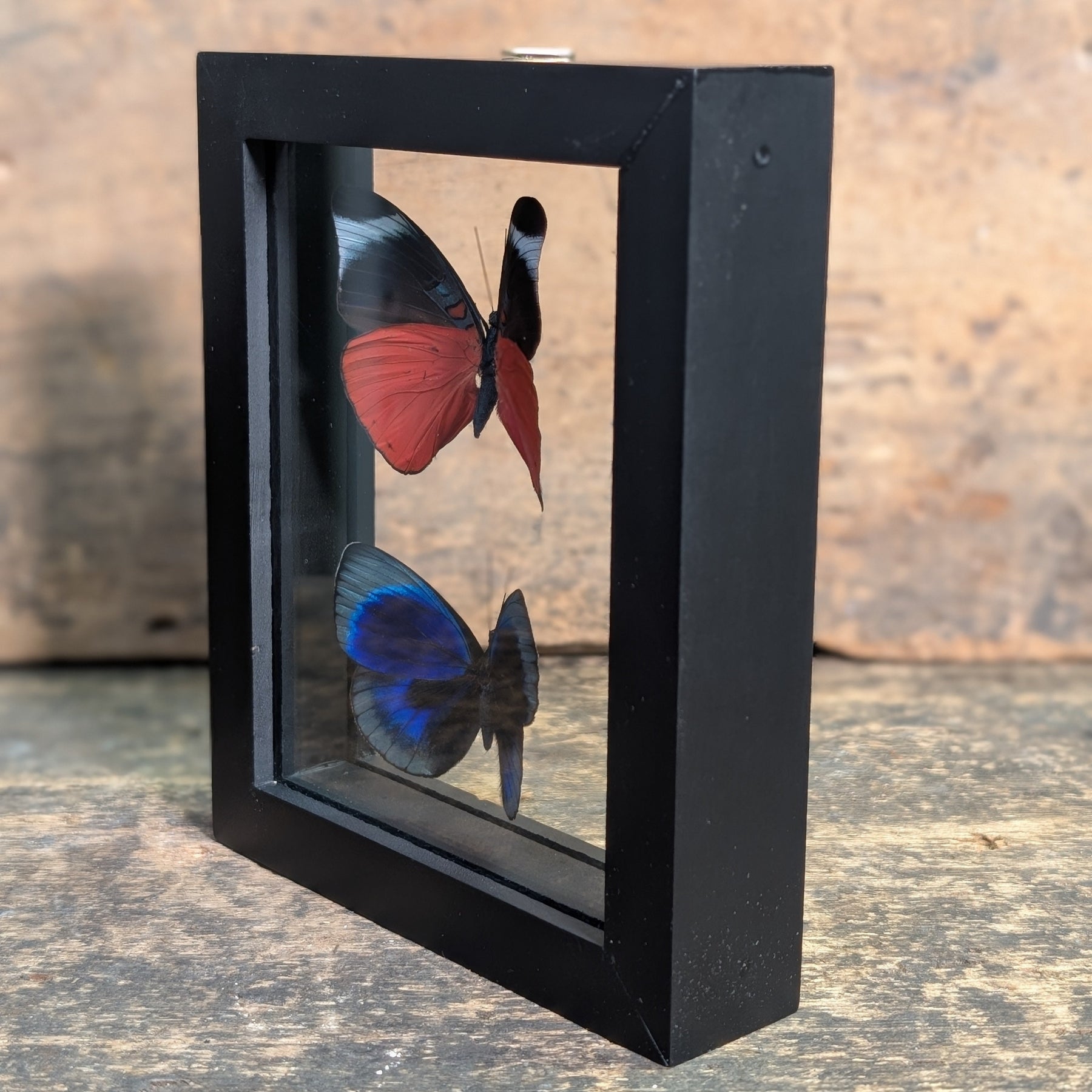 Framed Butterfly Specimens – Panacea Prola & Asterope Leprieuri Display