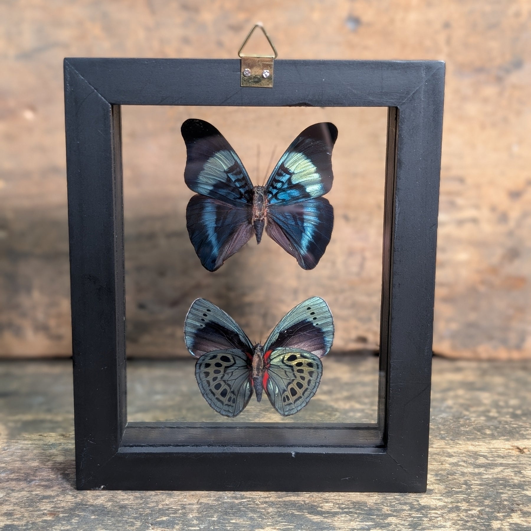 Framed Butterfly Specimens – Panacea Prola & Asterope Leprieuri Display