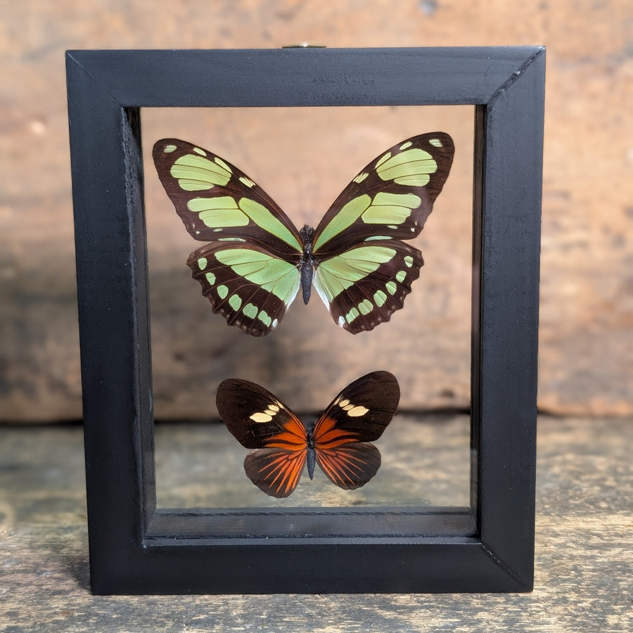 Framed Butterfly Specimens – Philaethria Dido & Eueides Tales Display