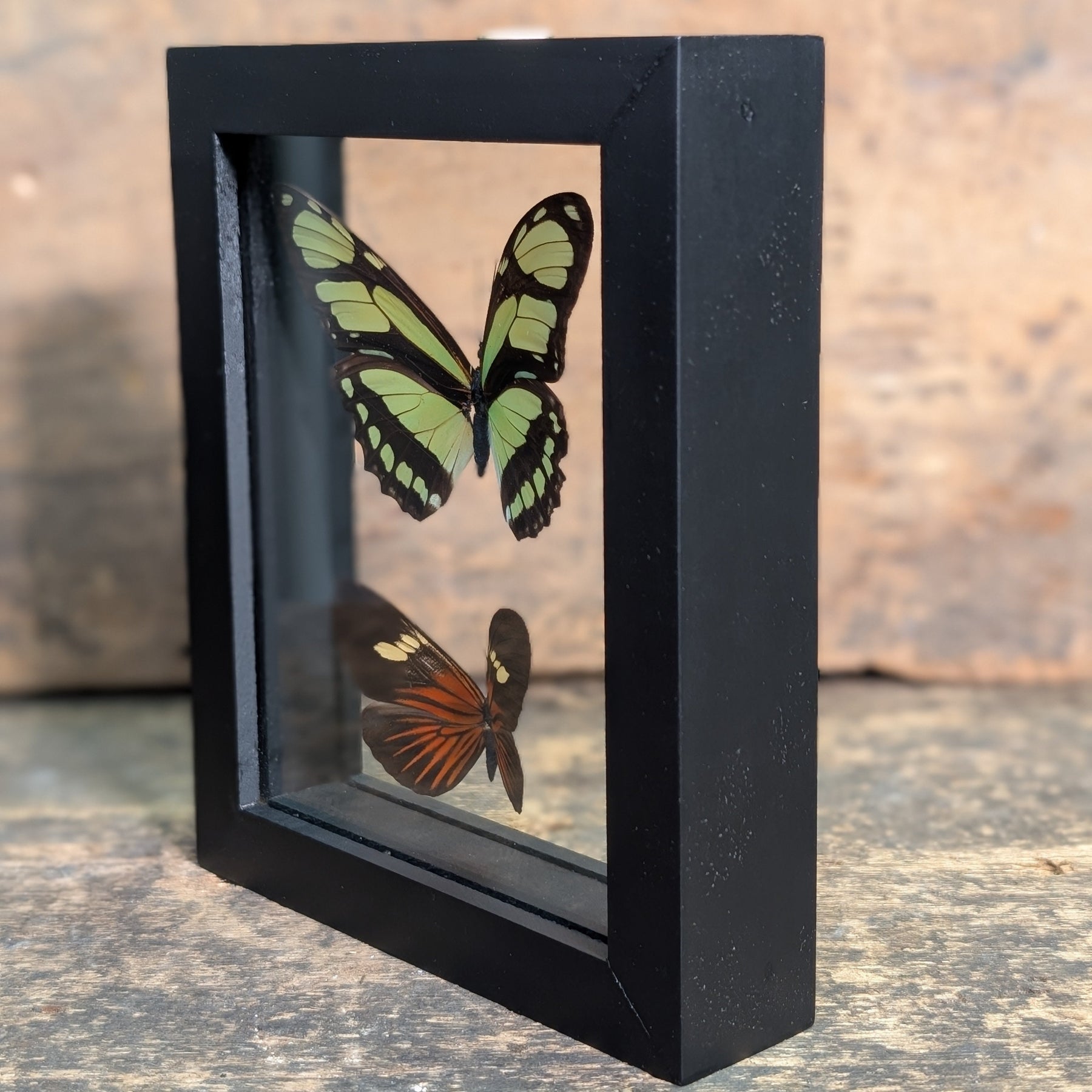 Framed Butterfly Specimens – Philaethria Dido & Eueides Tales Display