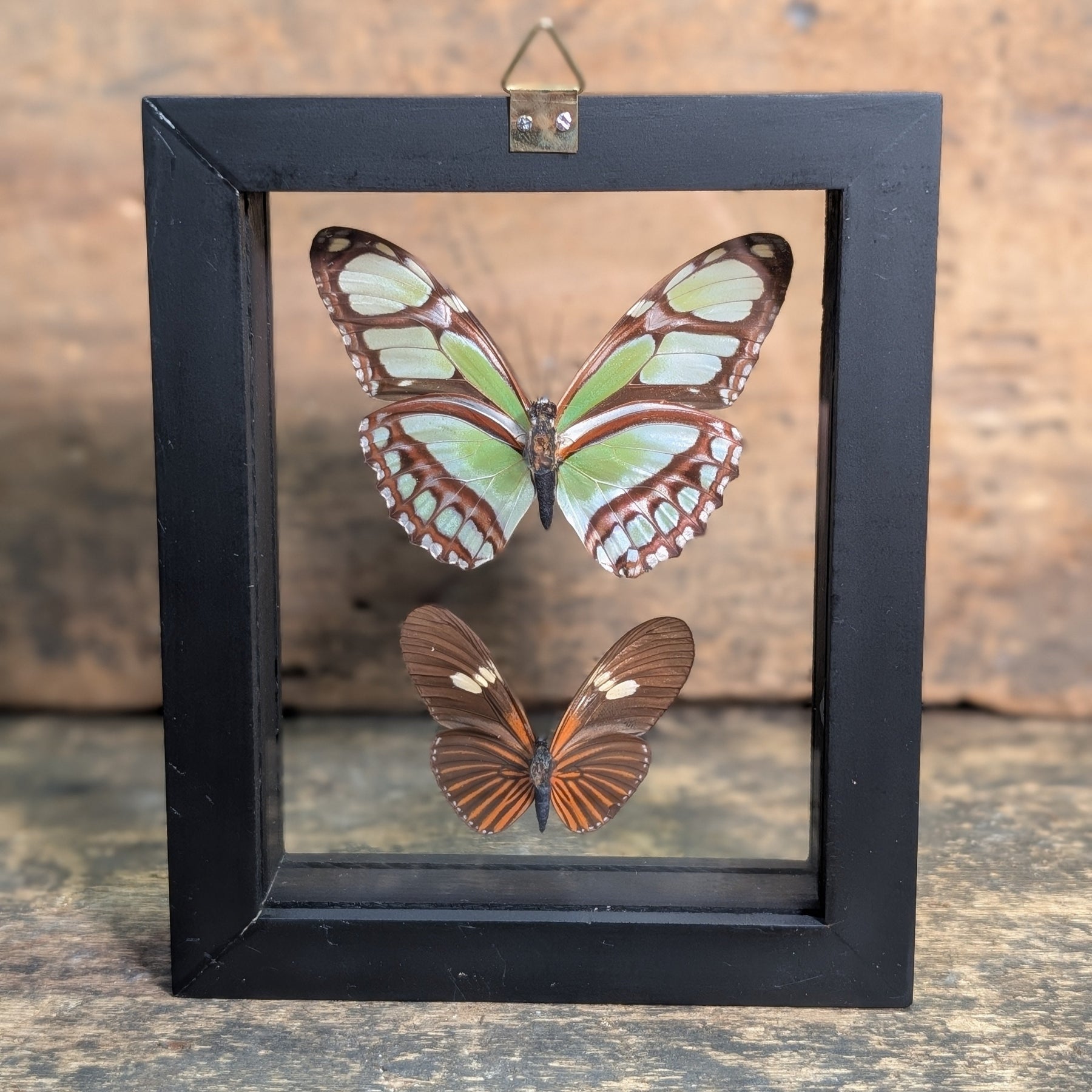 Framed Butterfly Specimens – Philaethria Dido & Eueides Tales Display
