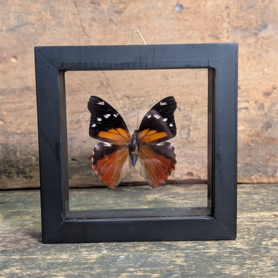 Framed Butterfly Specimen – Panacea Regina Display