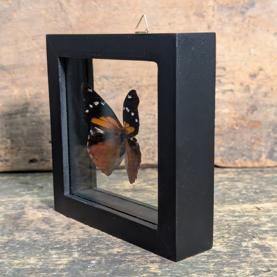 Framed Butterfly Specimen – Panacea Regina Display