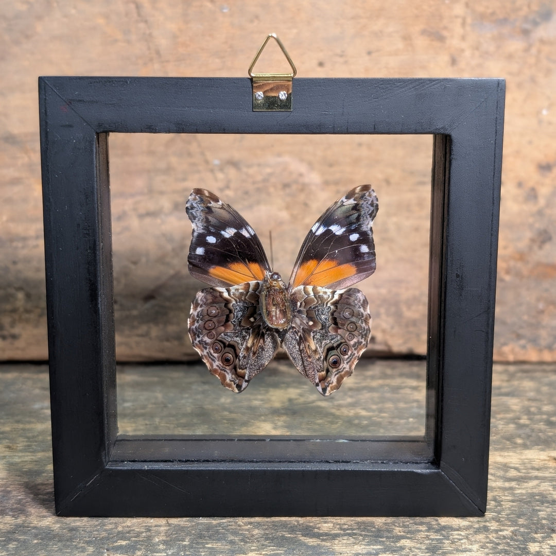 Framed Butterfly Specimen – Panacea Regina Display